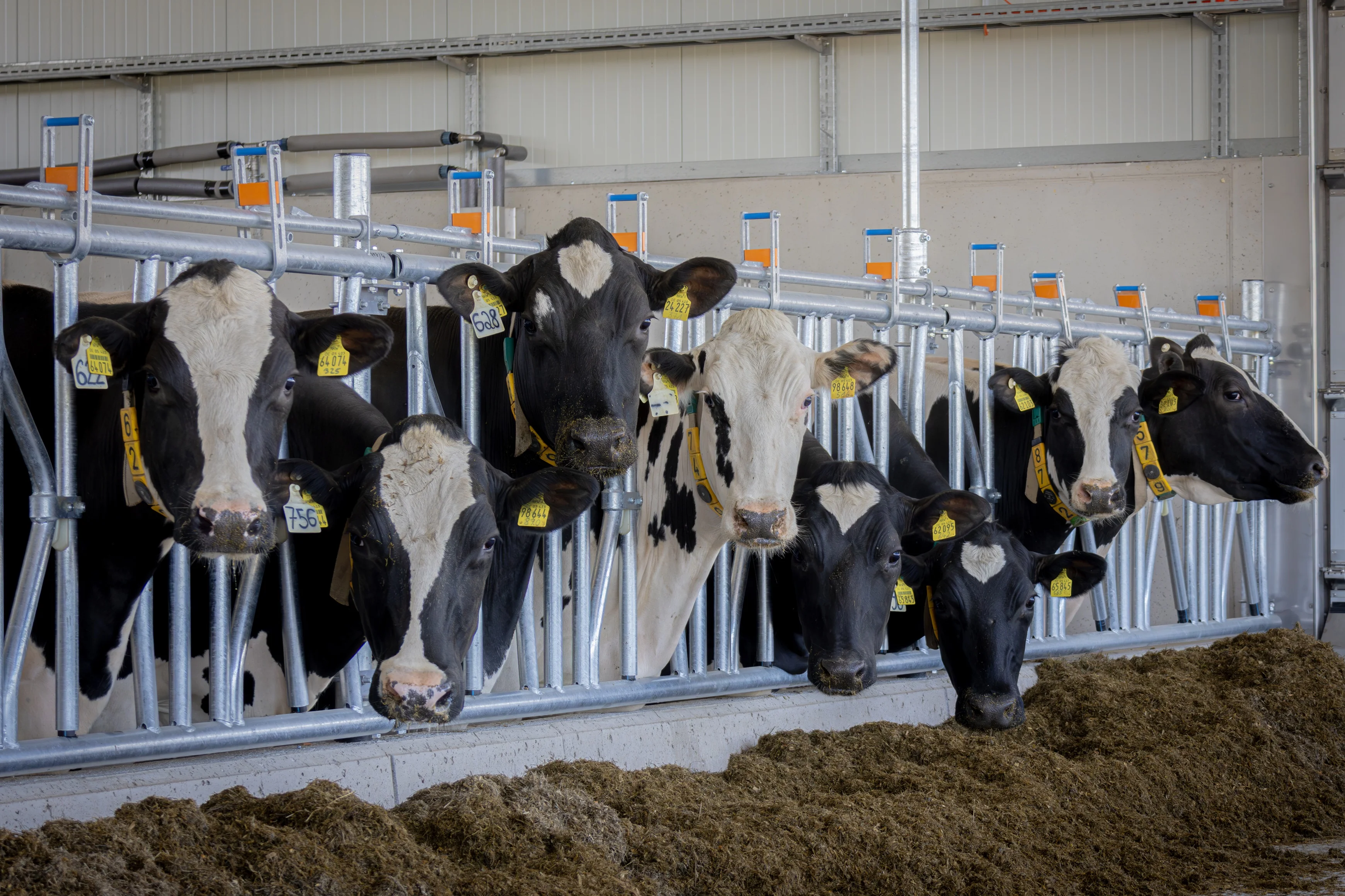 Kühe im TUI-Stall.jpg