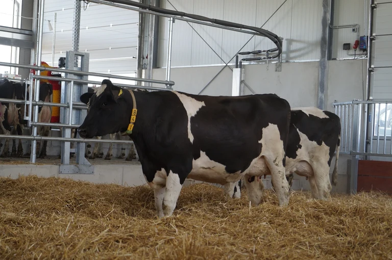 Kuh im Strohabteil_Wiebke Memmen.jpg