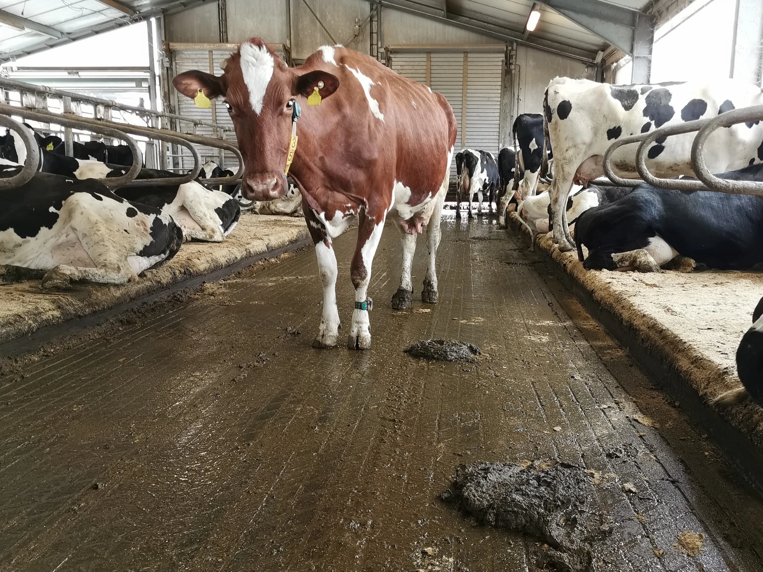 Milchviehstall_Innenansicht.jpg